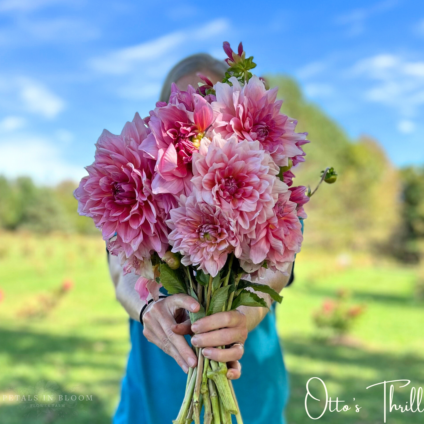 
                  
                    Otto's Thrill Dahlia Tuber
                  
                