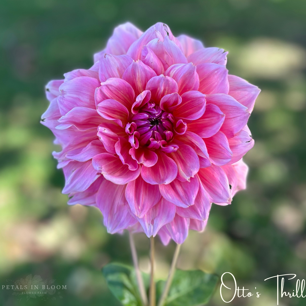 Otto's Thrill Dahlia Tuber – Petals In Bloom Flower Farm