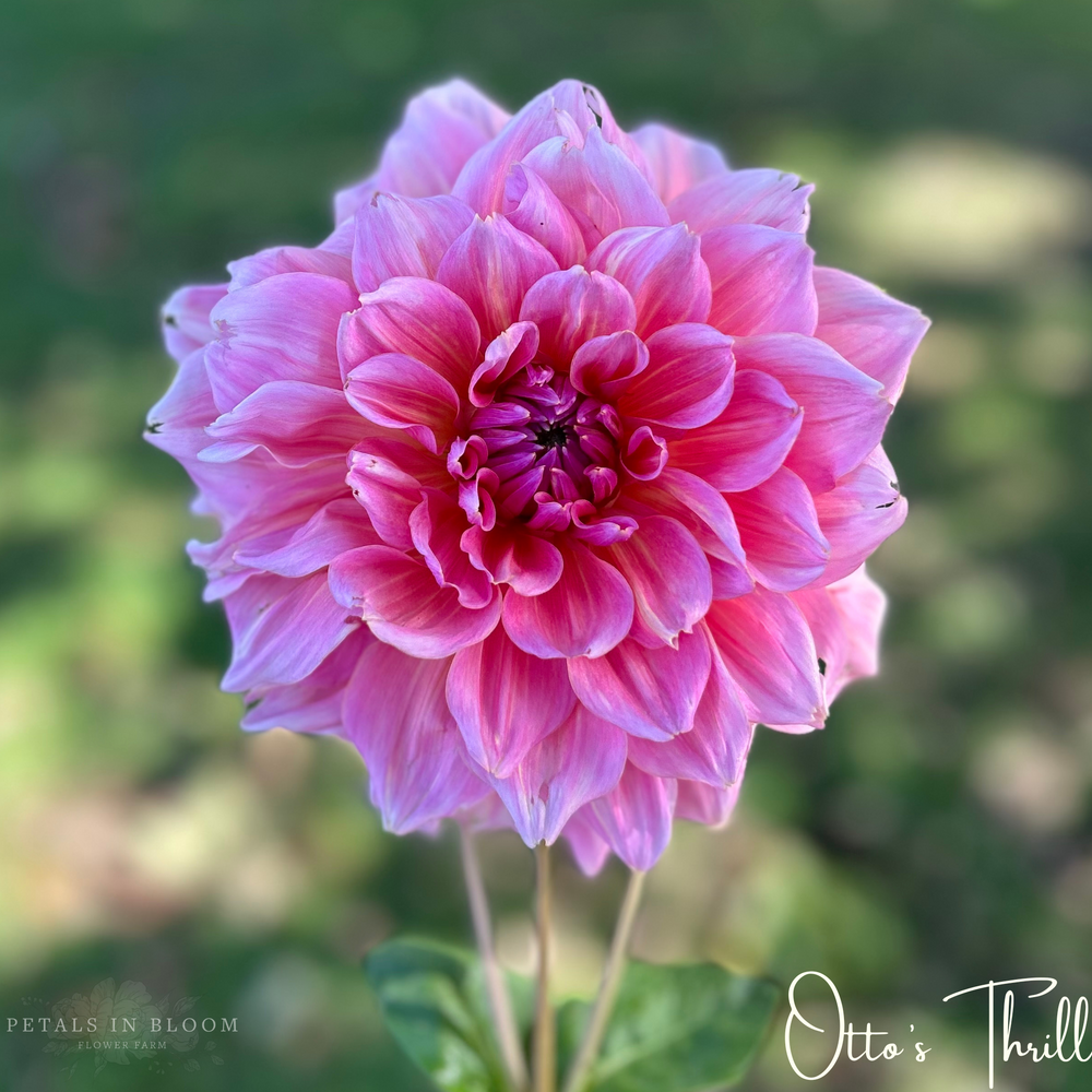 
                  
                    Otto's Thrill Dahlia Tuber
                  
                