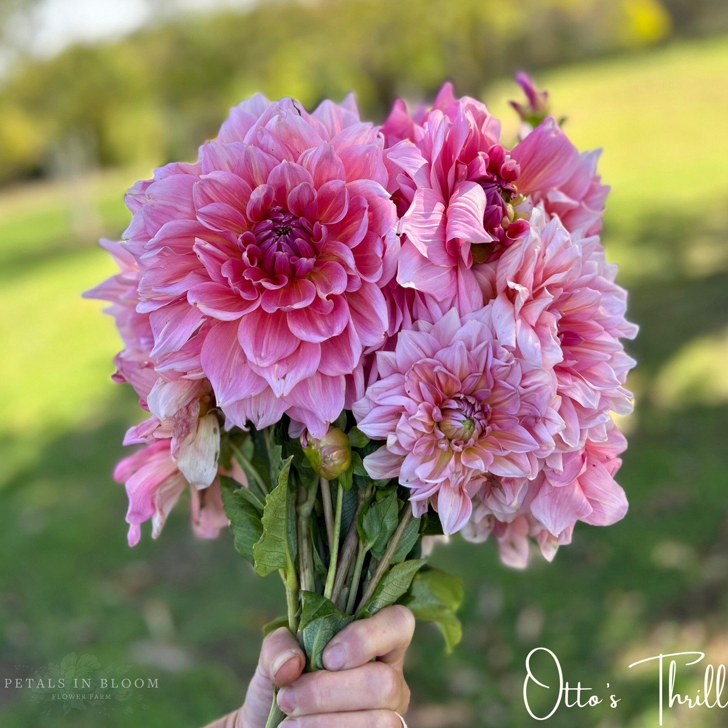 
                  
                    Otto's Thrill Dahlia Tuber
                  
                