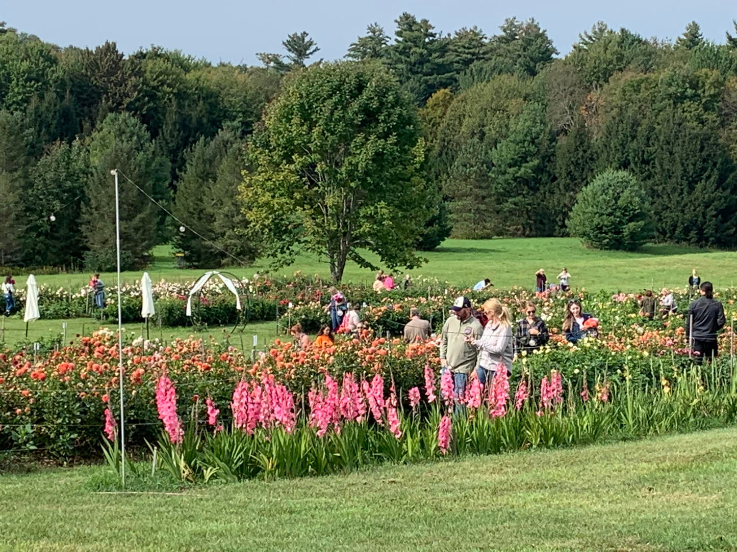 DAHLIAS! DAHLIAS!