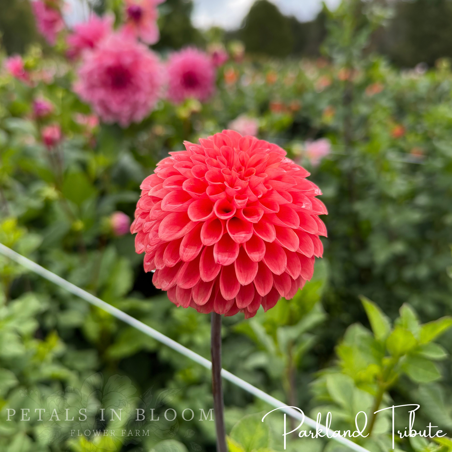 
                  
                    Parkland Tribute Dahlia Tuber
                  
                