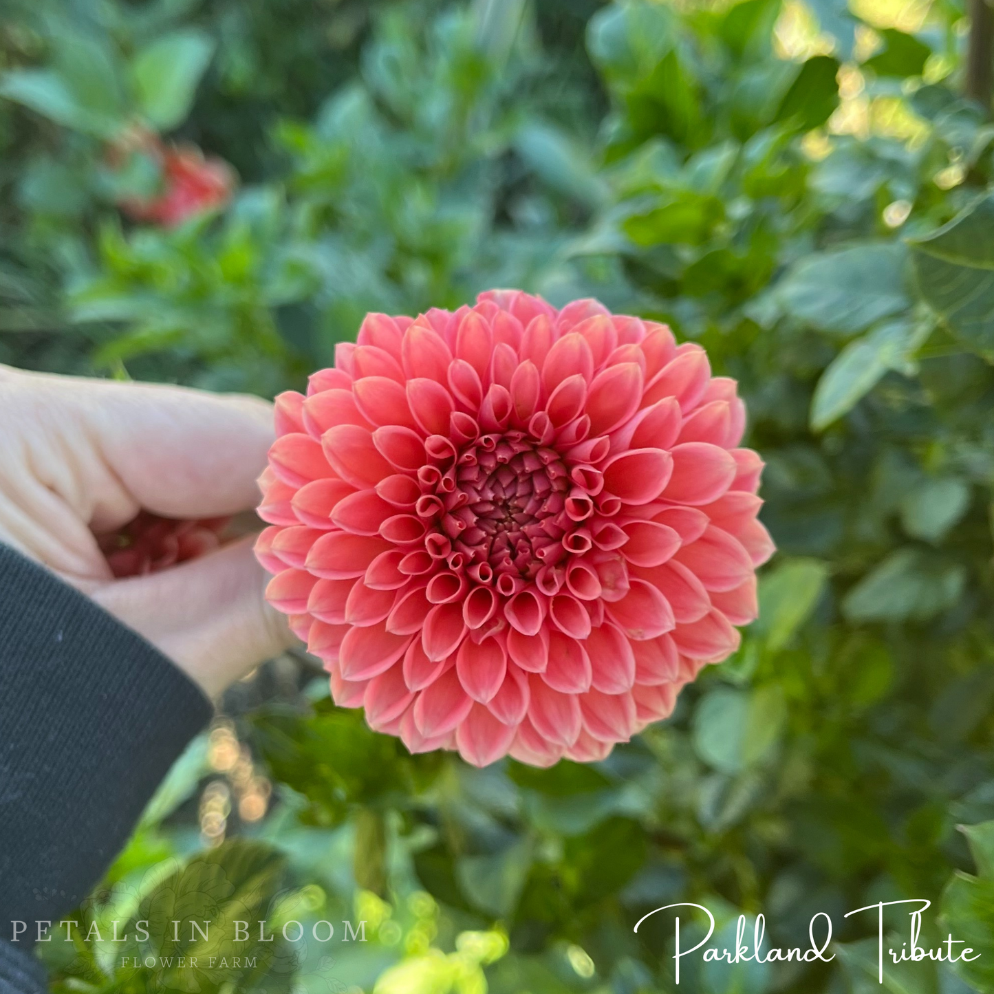 
                  
                    Parkland Tribute Dahlia Tuber
                  
                