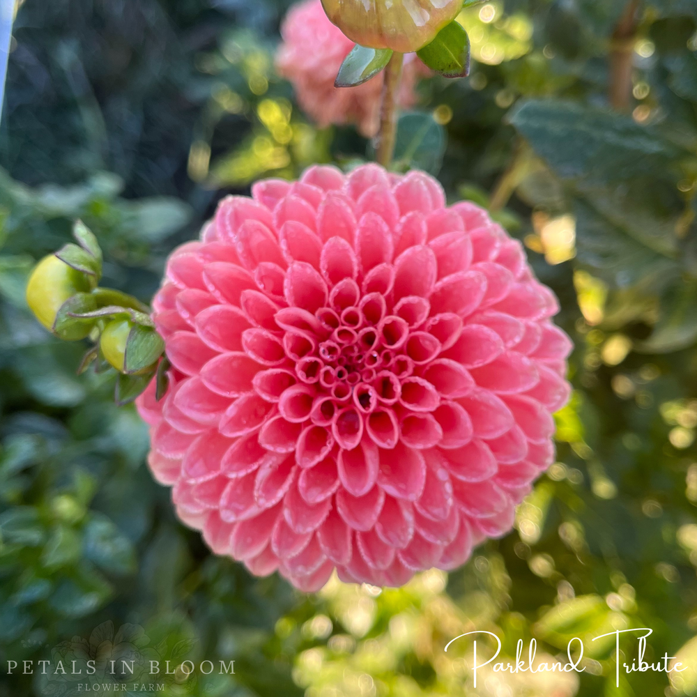 Parkland Tribute Dahlia Tuber