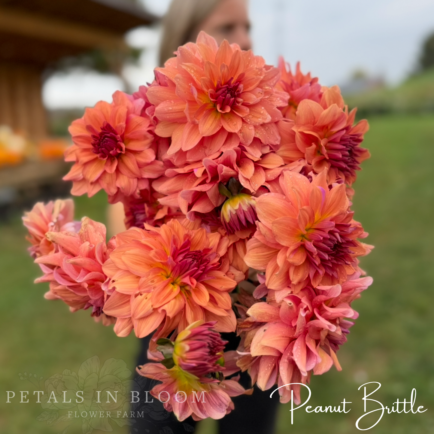 
                  
                    Peanut Brittle Dahlia Tuber
                  
                