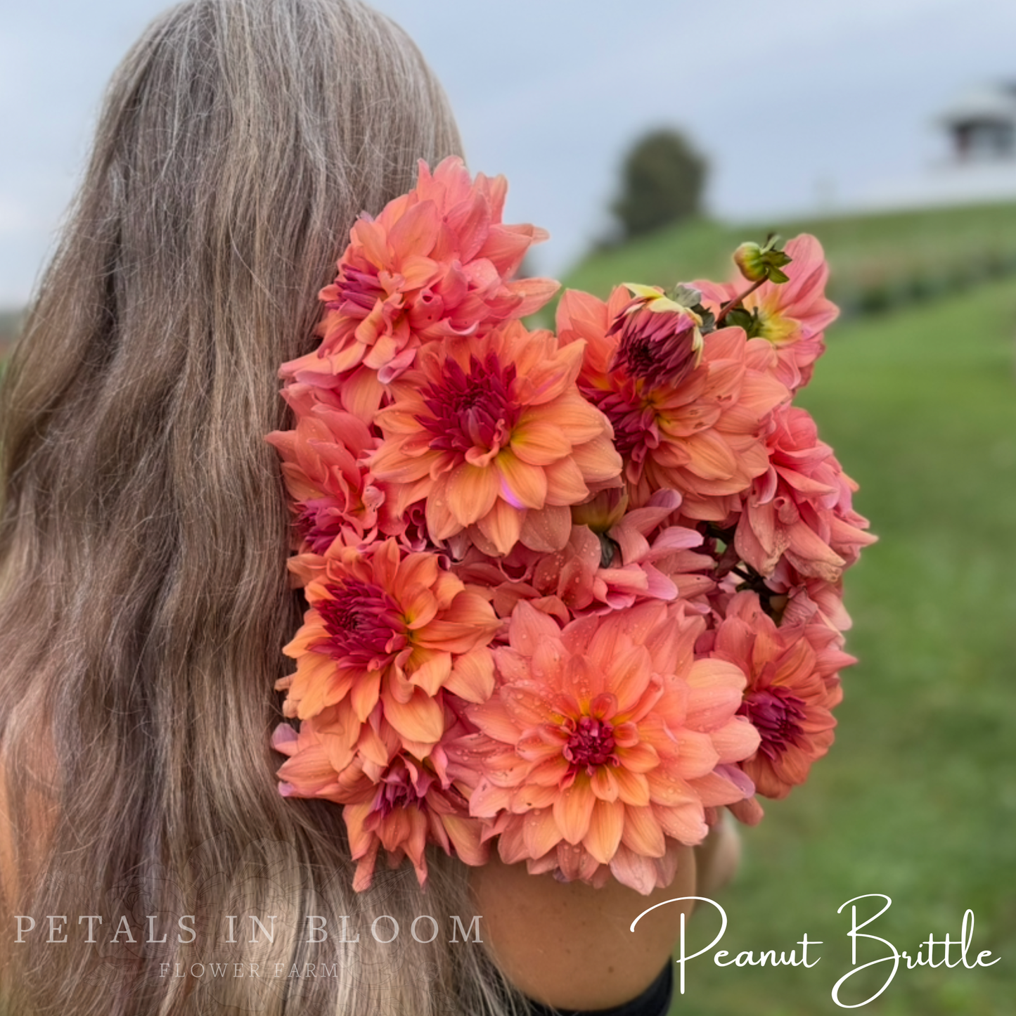 
                  
                    Peanut Brittle Dahlia Tuber
                  
                