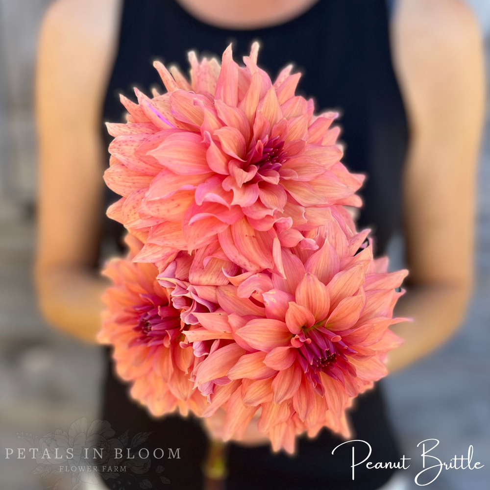 Peanut Brittle Dahlia Tuber