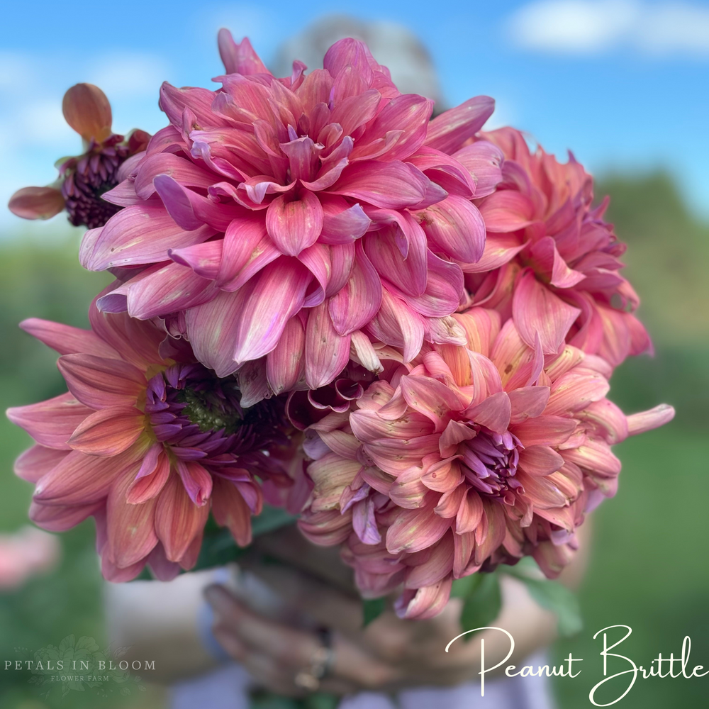 
                  
                    Peanut Brittle Dahlia Tuber
                  
                