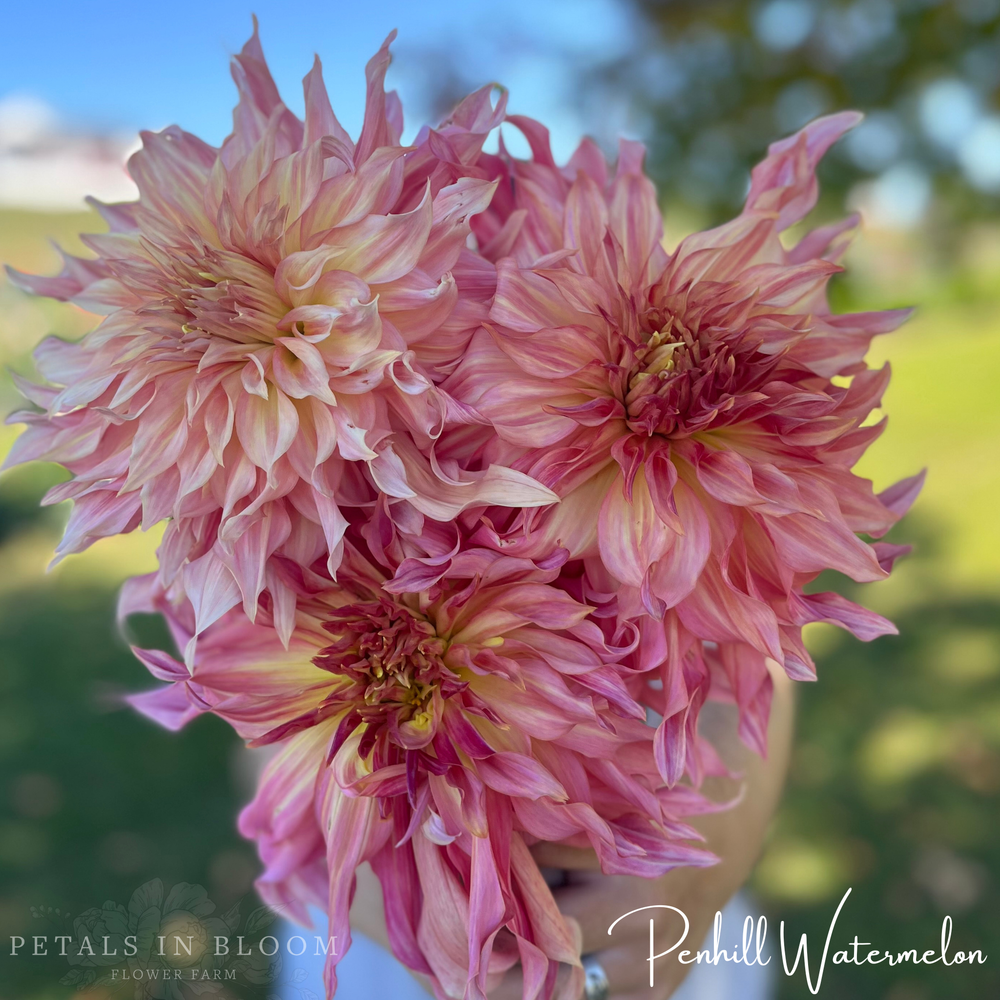 Petals In Bloom Flower Farm Penhill Watermelon Dahlia Tuber - Thumbnail 2