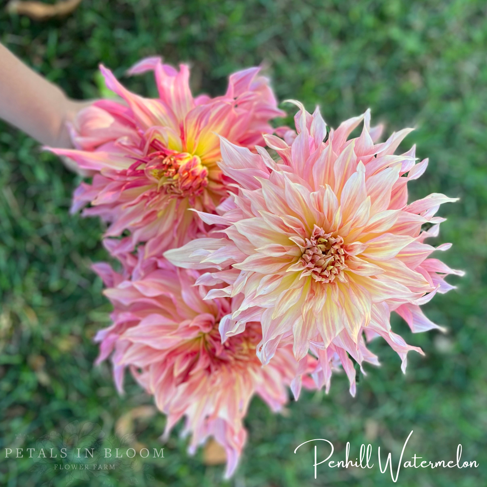 Penhill Watermelon Dahlia Tuber
