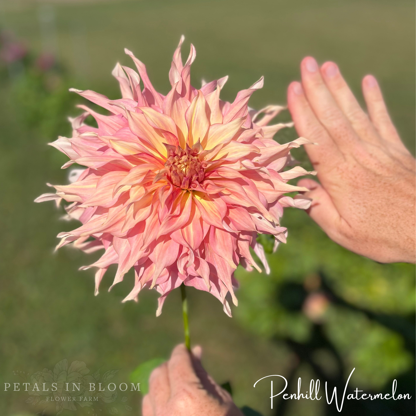 
                  
                    Penhill Watermelon Dahlia Tuber
                  
                