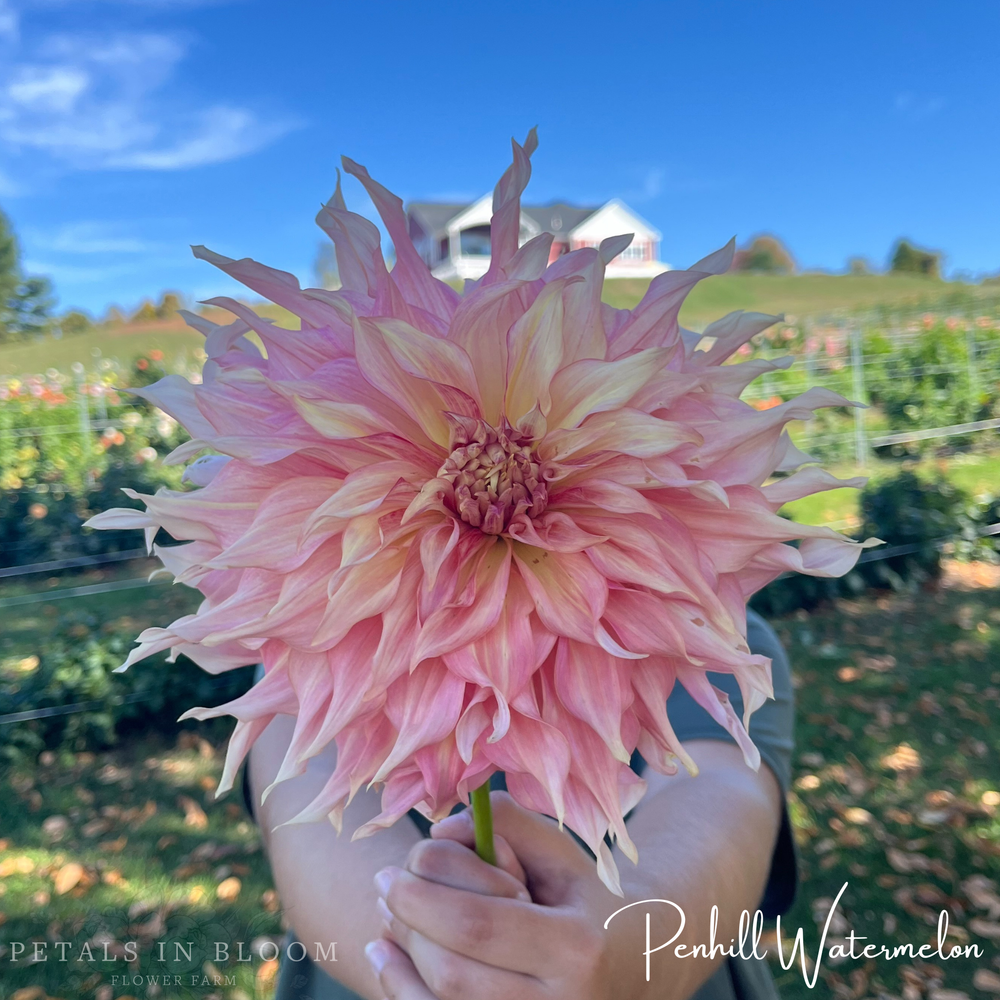 Penhill Watermelon Dahlia Tuber - Thumbnail 5