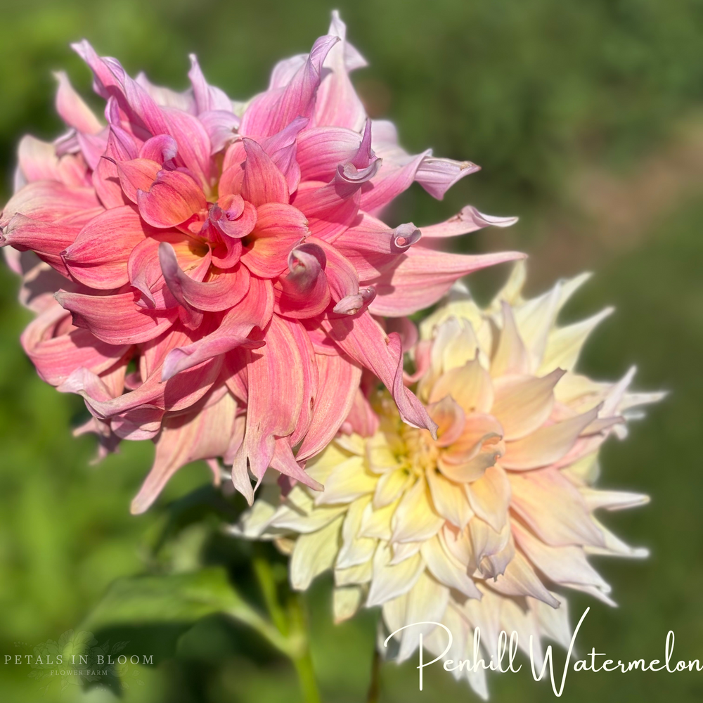 
                  
                    Penhill Watermelon Dahlia Tuber
                  
                