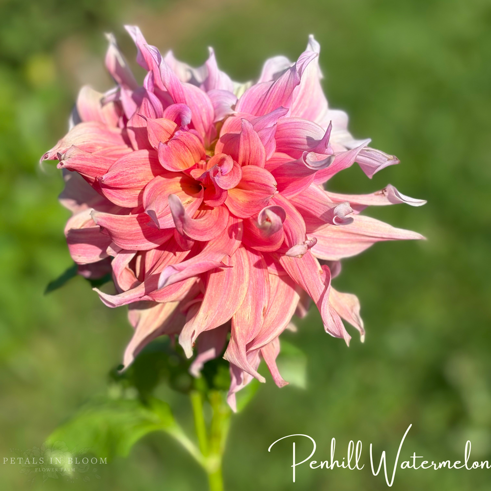 Penhill Watermelon Dahlia Tuber