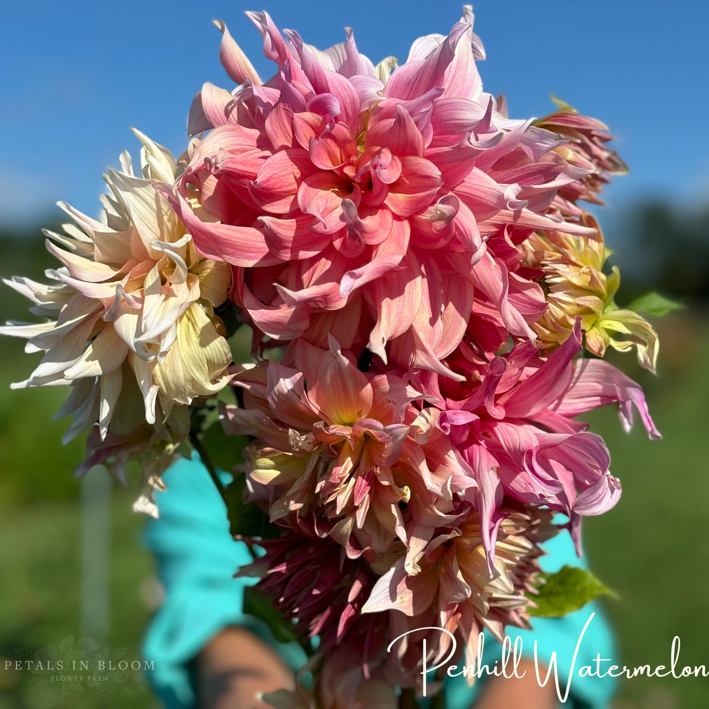 
                  
                    Penhill Watermelon Dahlia Tuber
                  
                