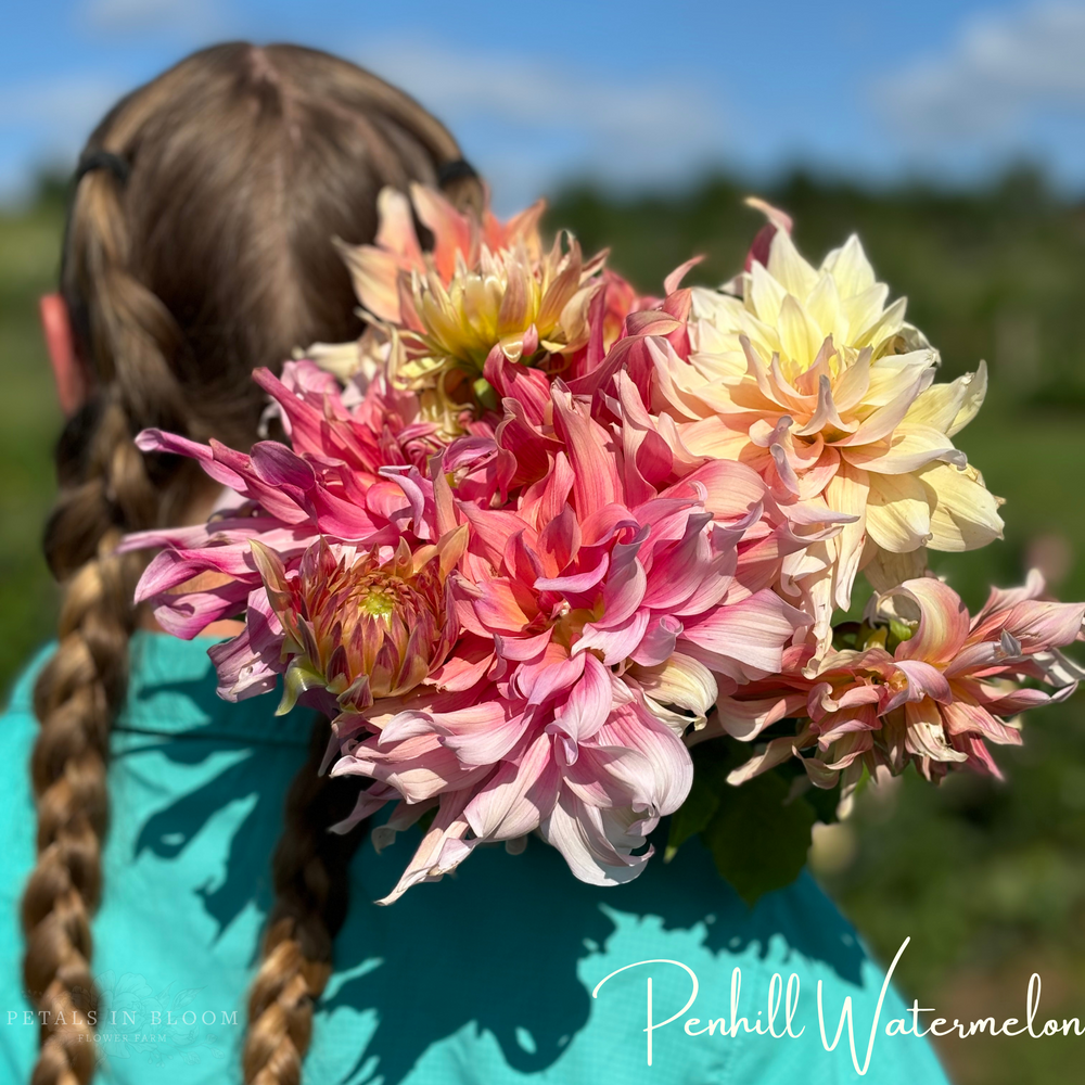 
                  
                    Penhill Watermelon Dahlia Tuber
                  
                