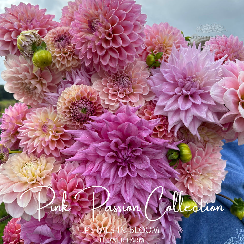 
                  
                    Pink Passion Dahlia Collection
                  
                