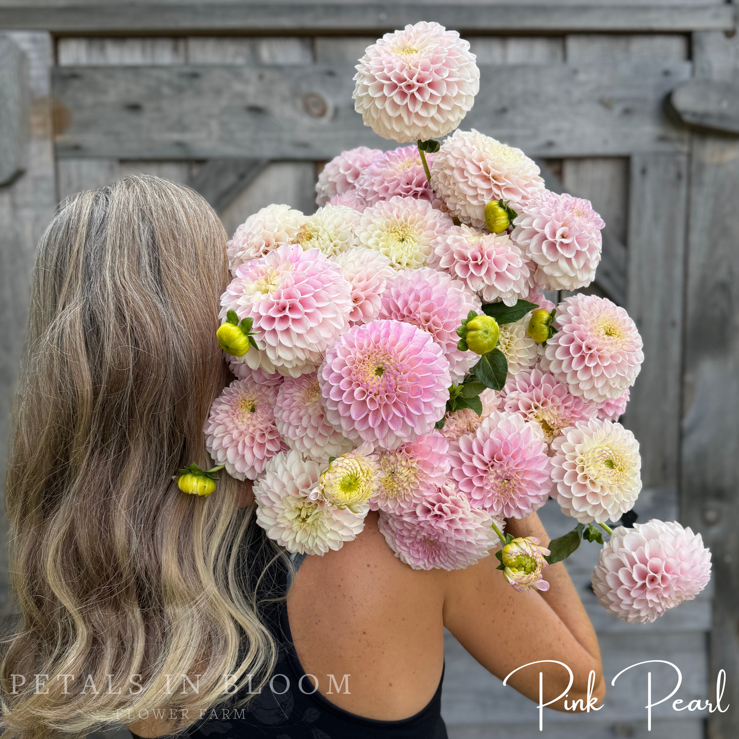 
                  
                    Pink Pearl Dahlia Tuber
                  
                