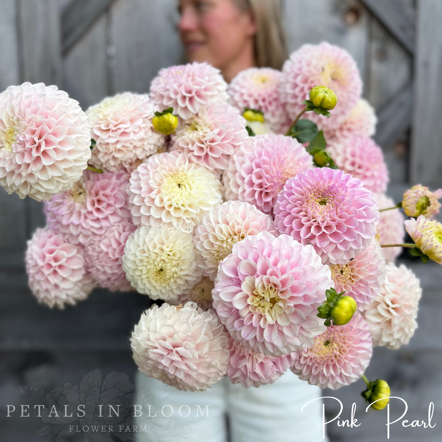 
                  
                    Pink Pearl Dahlia Tuber
                  
                
