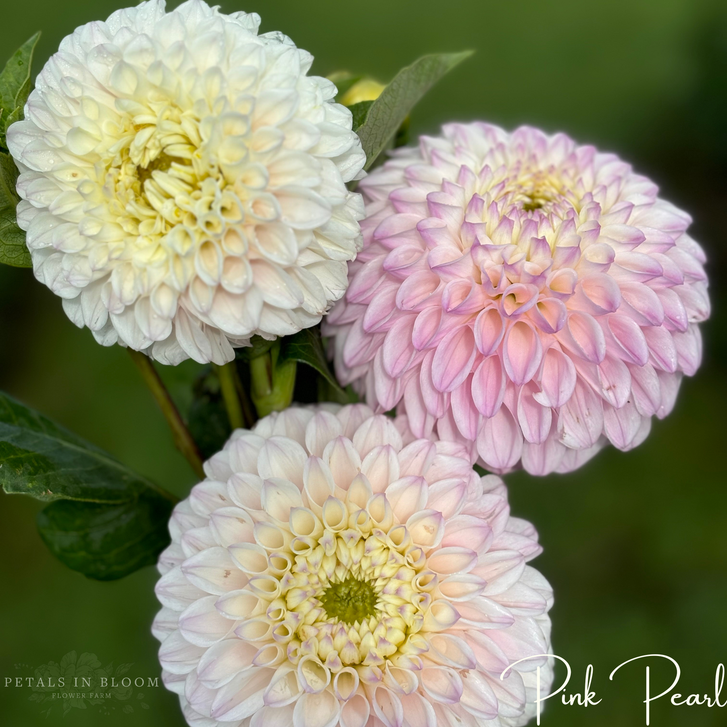 
                  
                    Pink Pearl Dahlia Tuber
                  
                