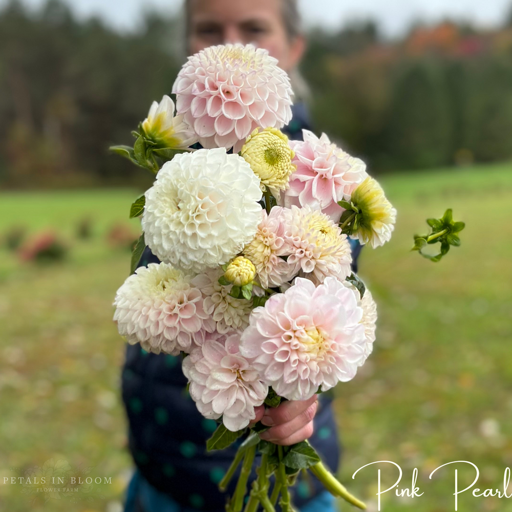 Pink Pearl Dahlia Tuber – Petals In Bloom Flower Farm