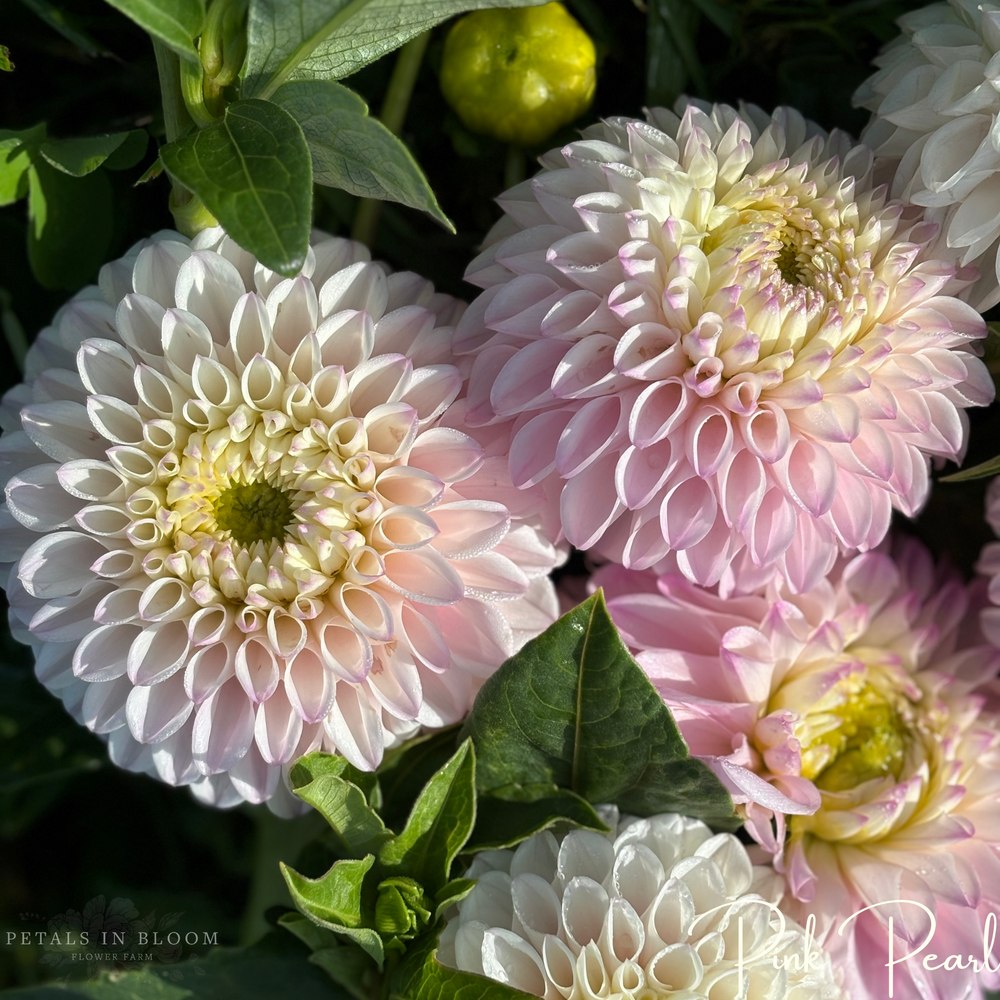 
                  
                    Pink Pearl Dahlia Tuber
                  
                