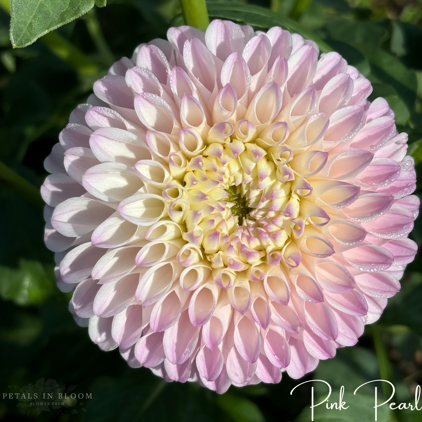 Pink Pearl Dahlia Tuber – Petals In Bloom Flower Farm Pink Pearl Dahlia Tuber – Petals In Bloom Flower Farm