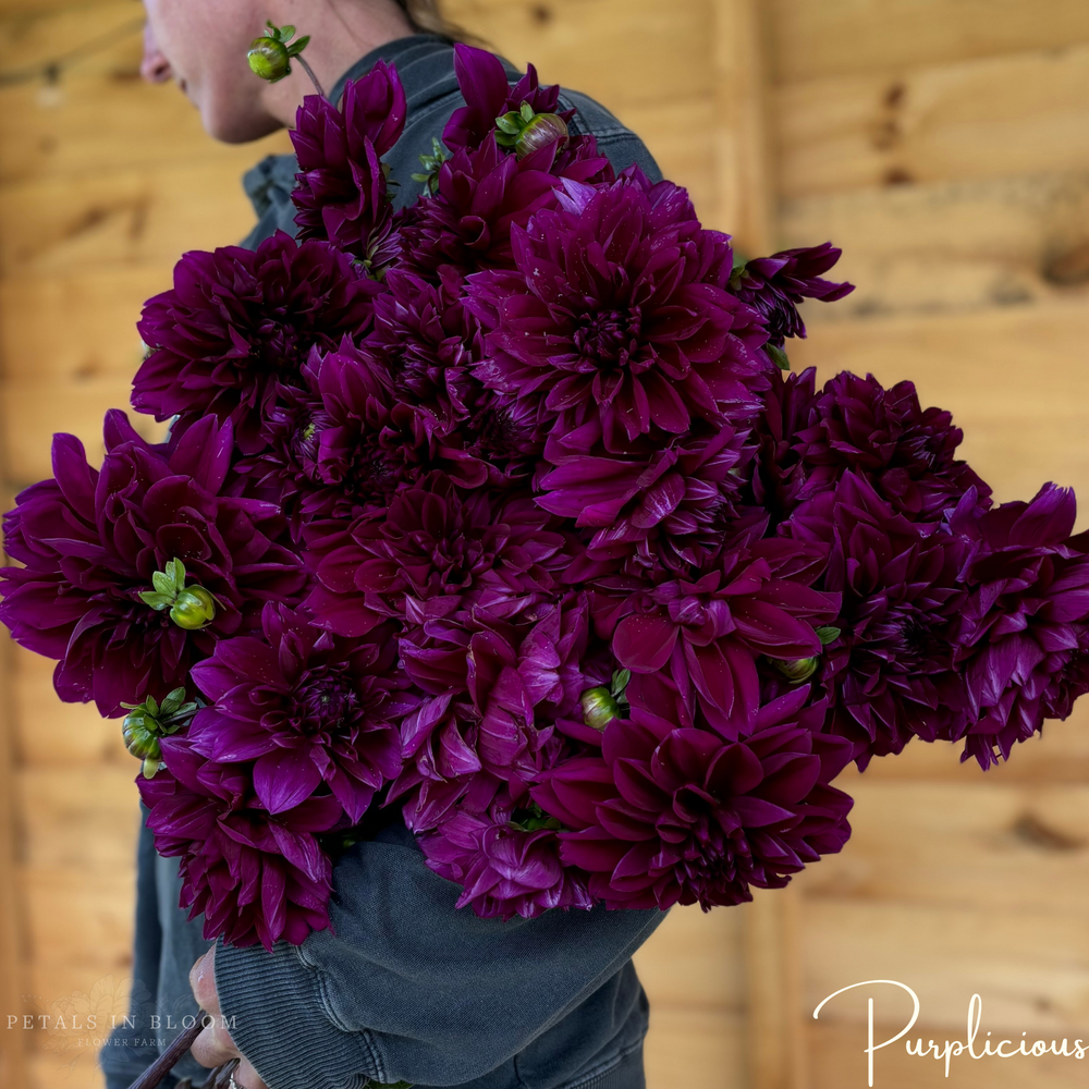 
                  
                    Purplicious Dahlia Tuber
                  
                