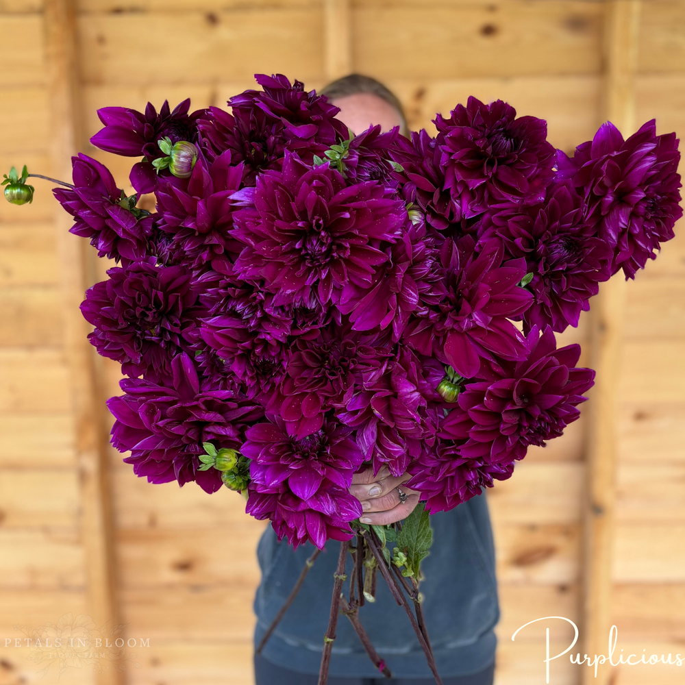 
                  
                    Purplicious Dahlia Tuber
                  
                