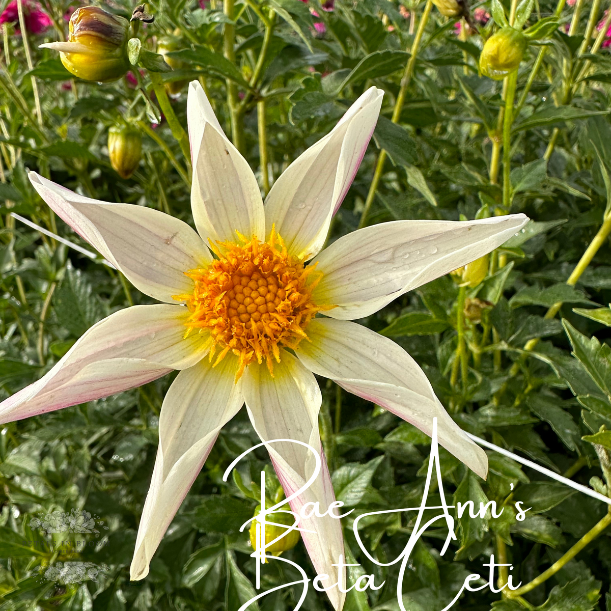 RaeAnn's Beta Ceti Dahlia Tuber – Petals In Bloom Flower Farm