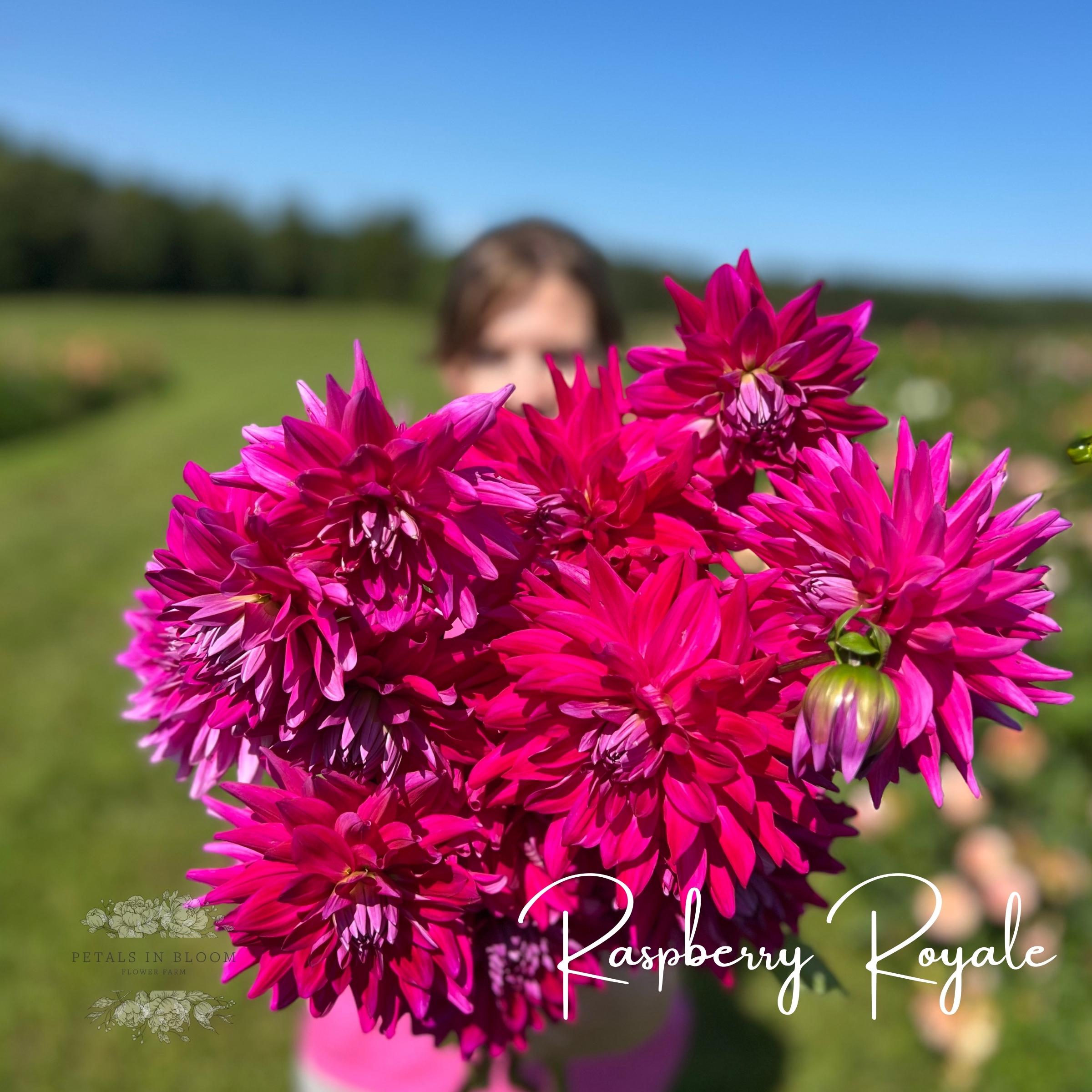 Frangipani Raspberry Royal Raspberry Royale Dahlia Tubers – Petals In Bloom Flower Farm