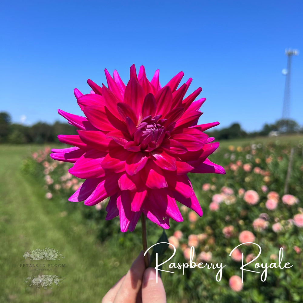 Raspberry Royale Dahlia Tubers – Petals In Bloom Flower Farm