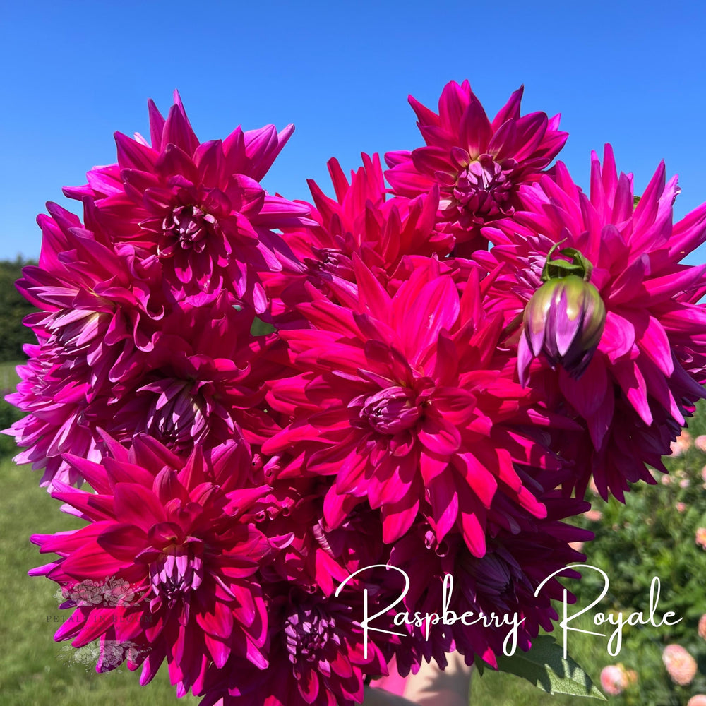 Deep Raspberry Daisies Raspberry Royale Dahlia Tubers – Petals In Bloom Flower Farm