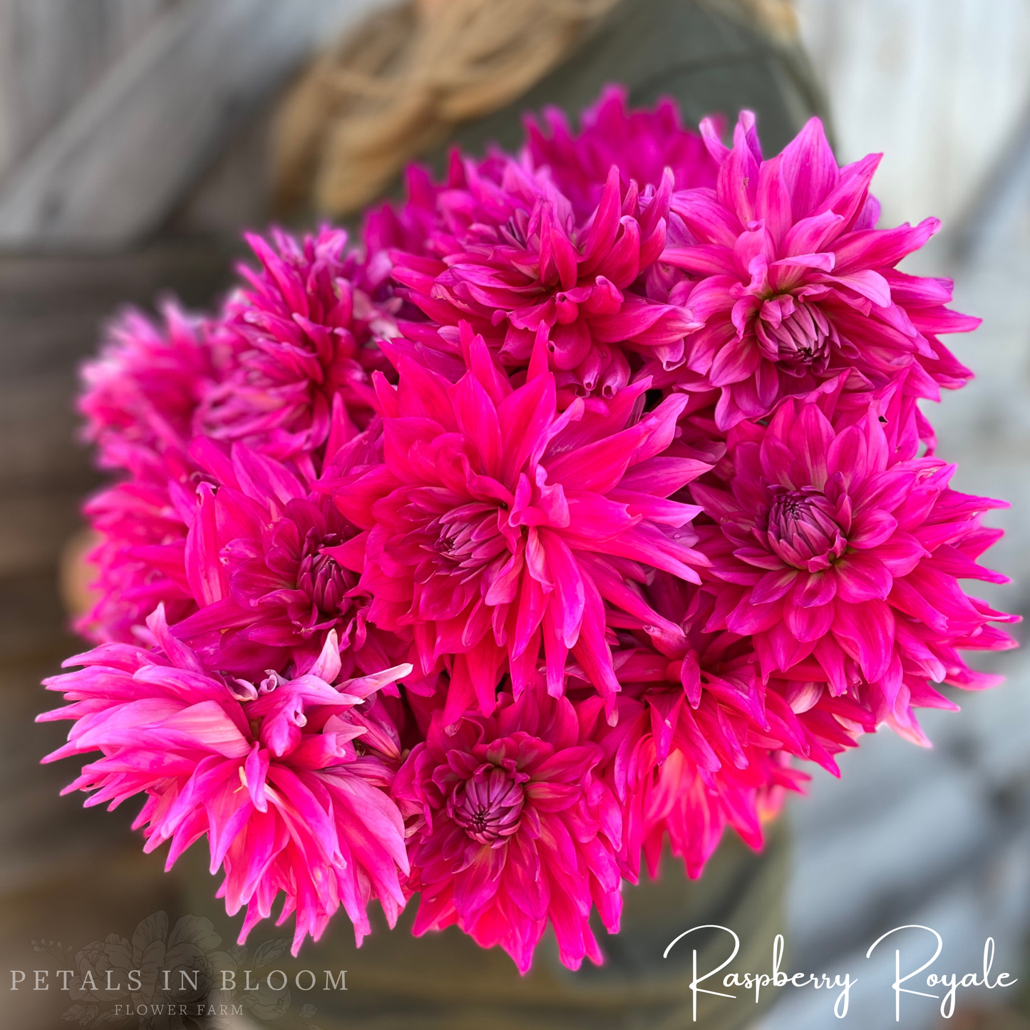 
                  
                    Raspberry Royale Dahlia Tubers
                  
                
