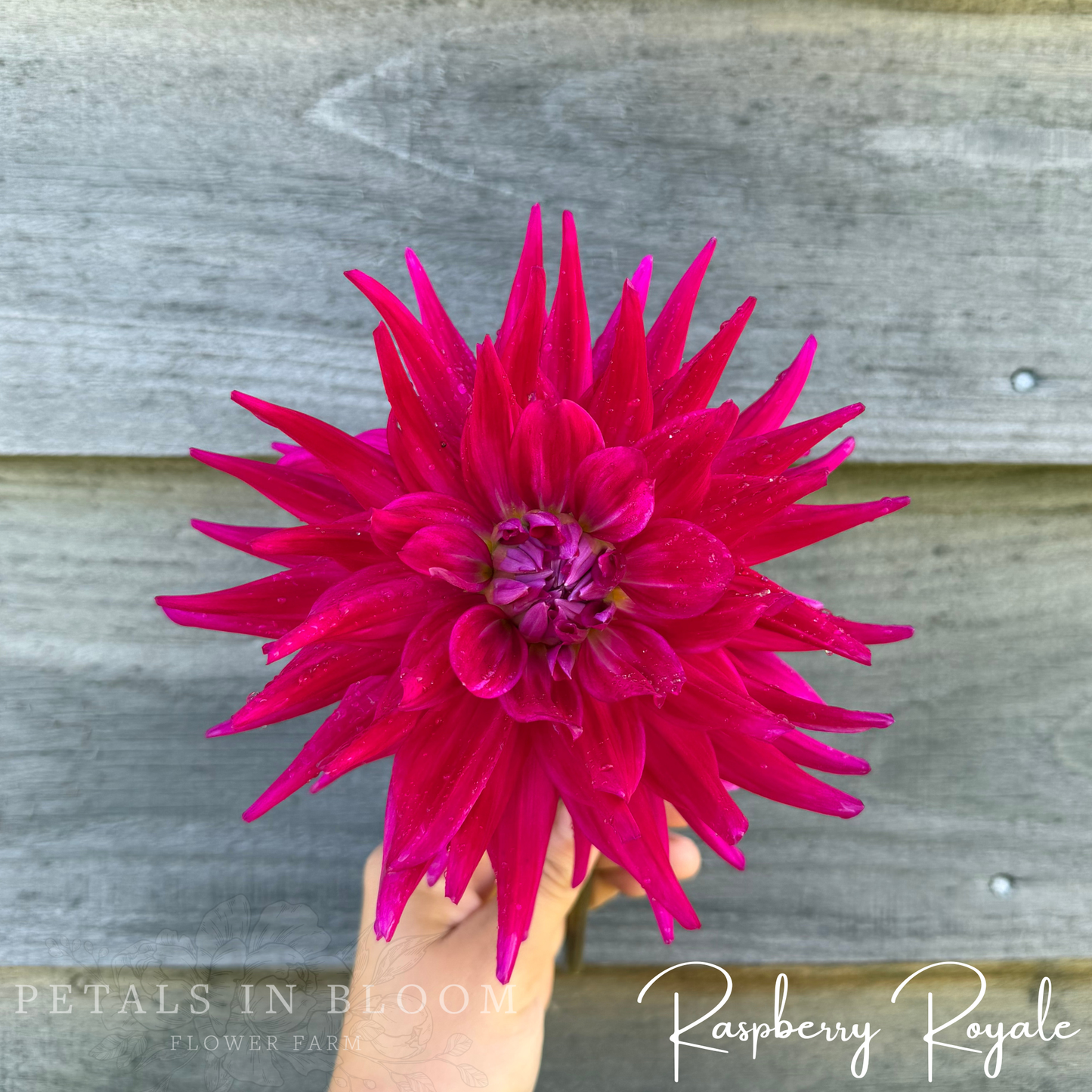 
                  
                    Raspberry Royale Dahlia Tubers
                  
                