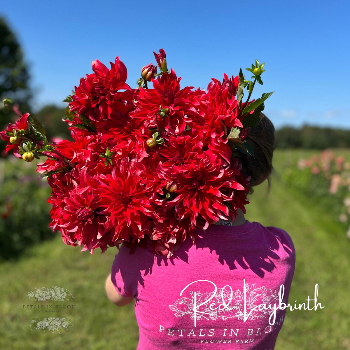 Red Labyrinth Dahlia Tubers – Petals In Bloom Flower Farm