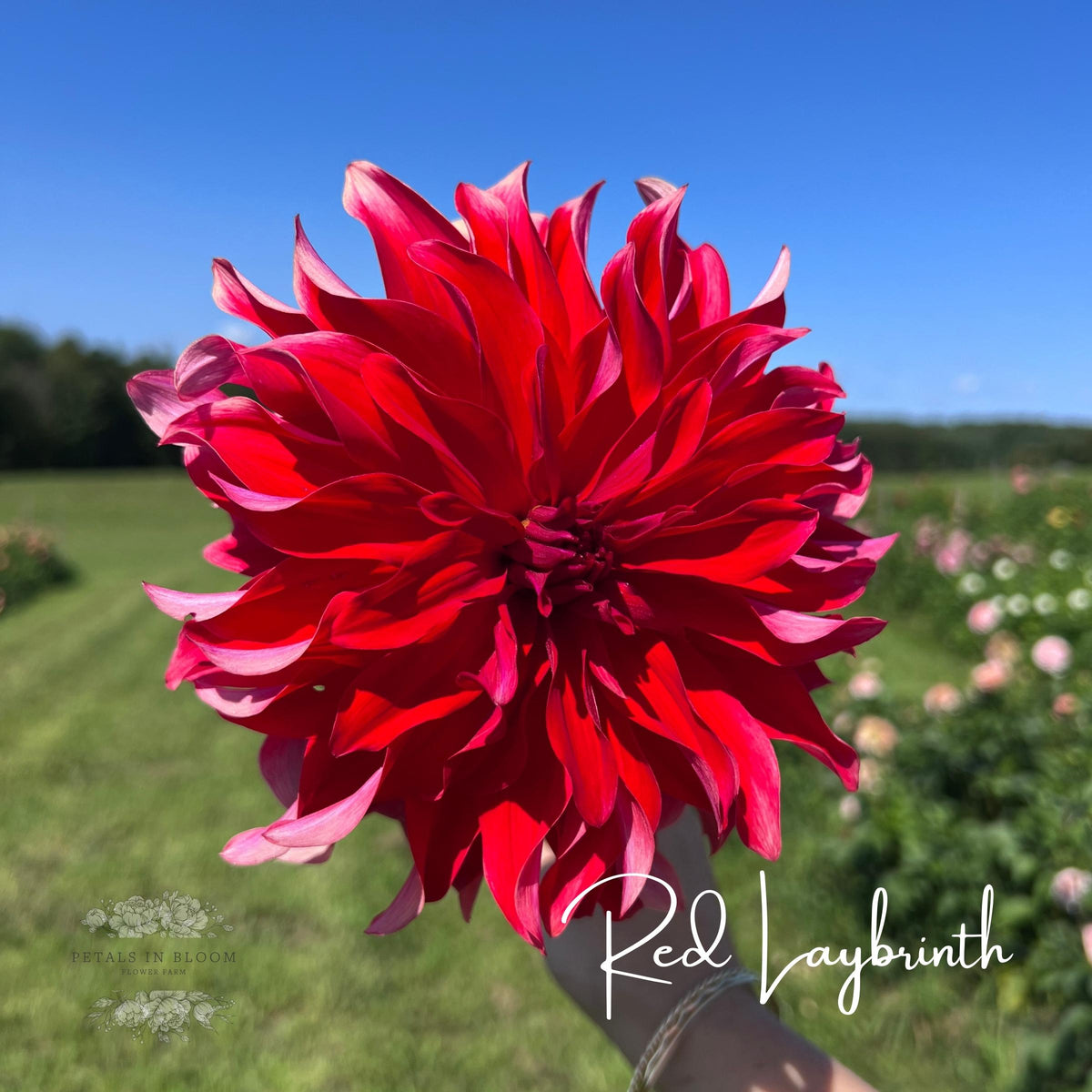 Red Labyrinth Dahlia Tubers – Petals In Bloom Flower Farm