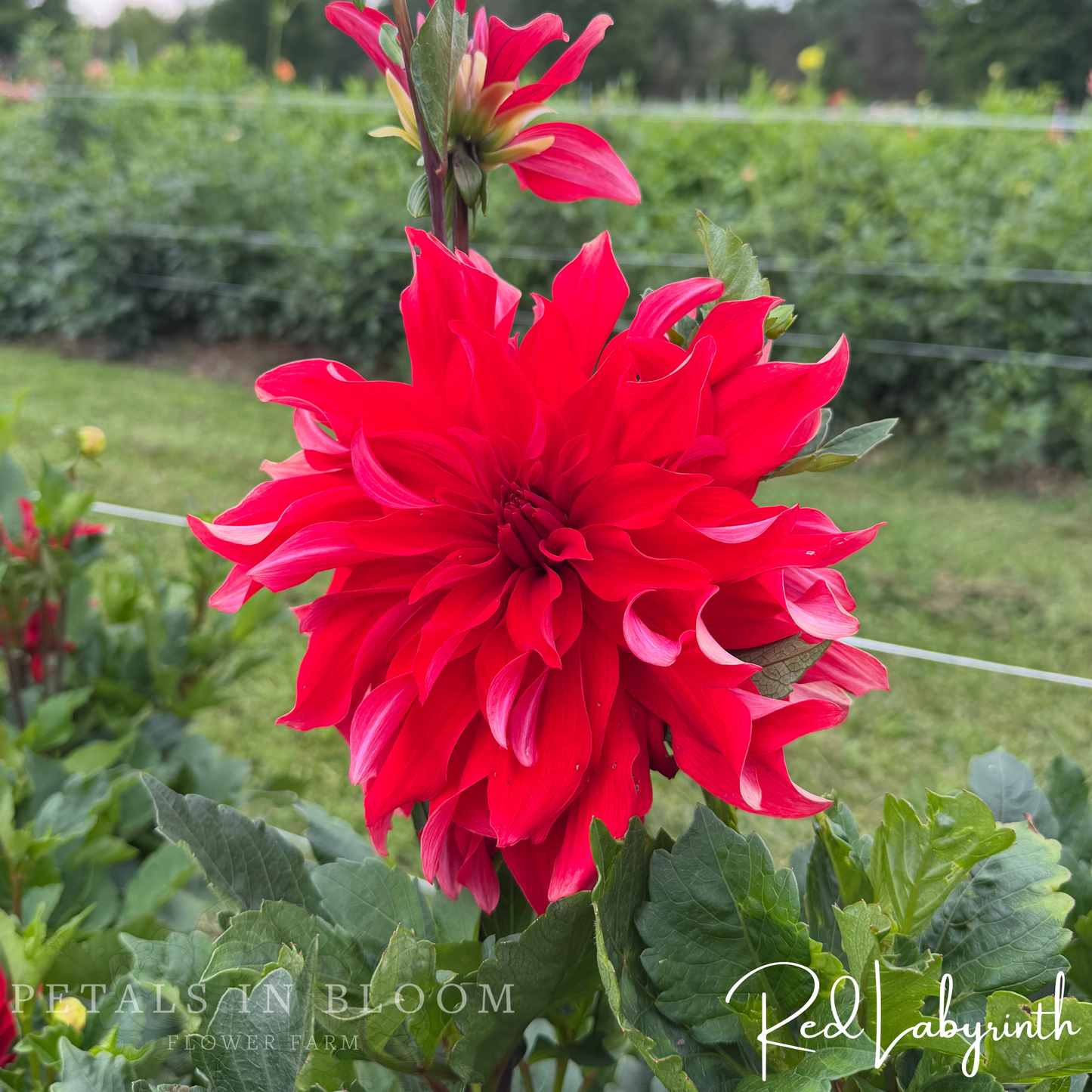 
                  
                    Red Labyrinth Dahlia Tubers
                  
                