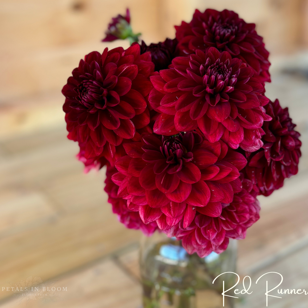 
                  
                    Red Runner Dahlia Tuber
                  
                