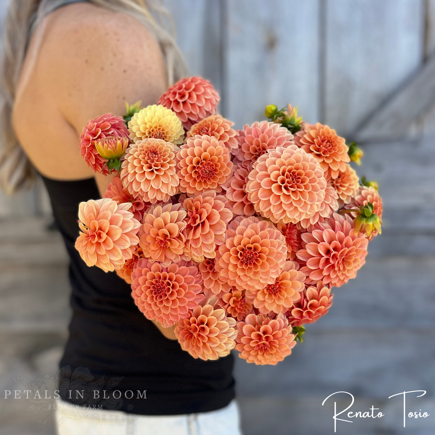 
                  
                    Renato Tosio Dahlia Tuber
                  
                