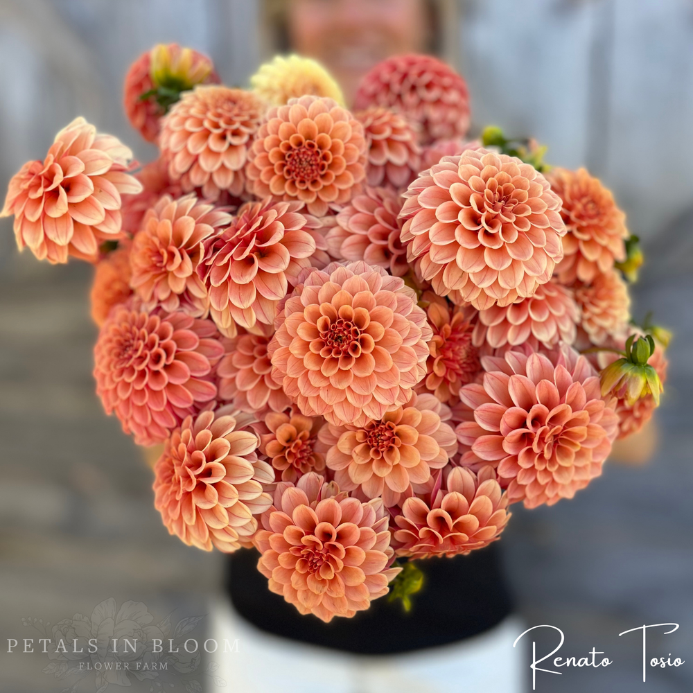 Renato Tosio Dahlia Tuber