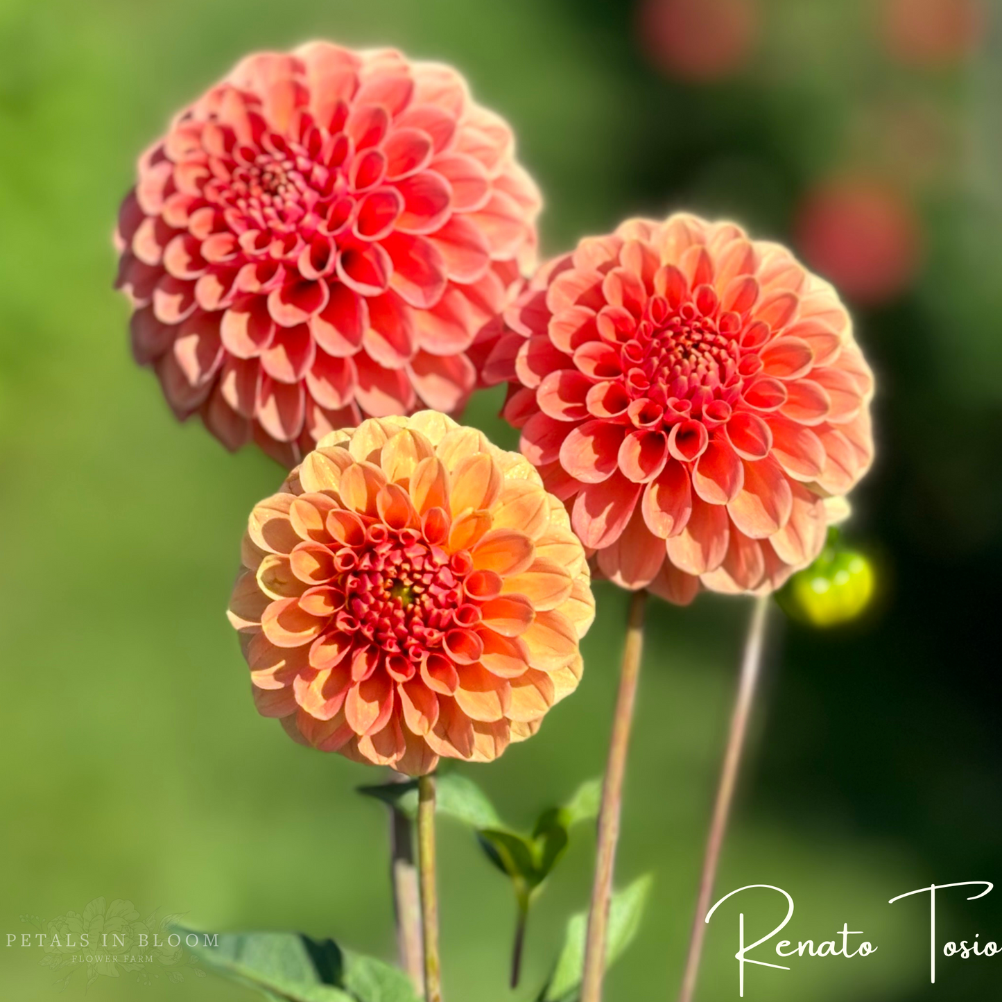 
                  
                    Renato Tosio Dahlia Tuber
                  
                