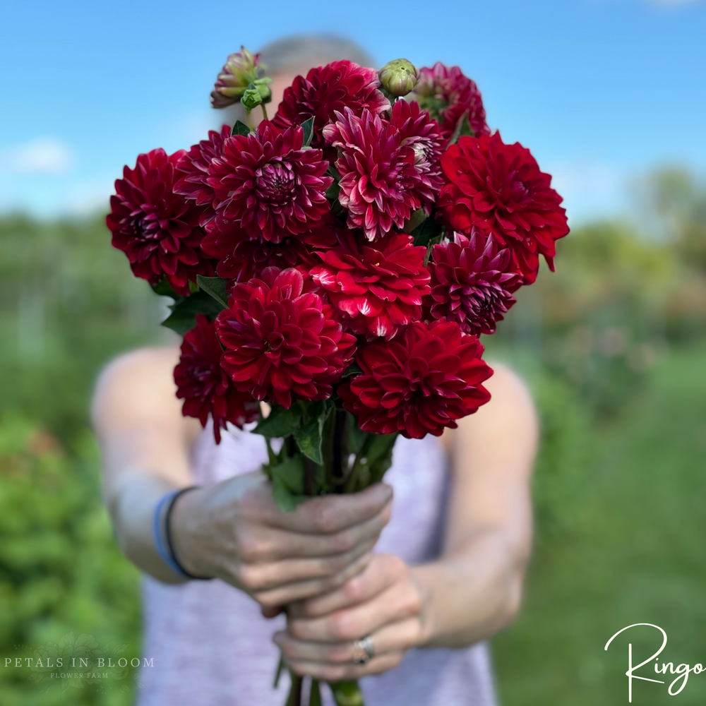 
                  
                    Ringo Dahlia Tuber
                  
                