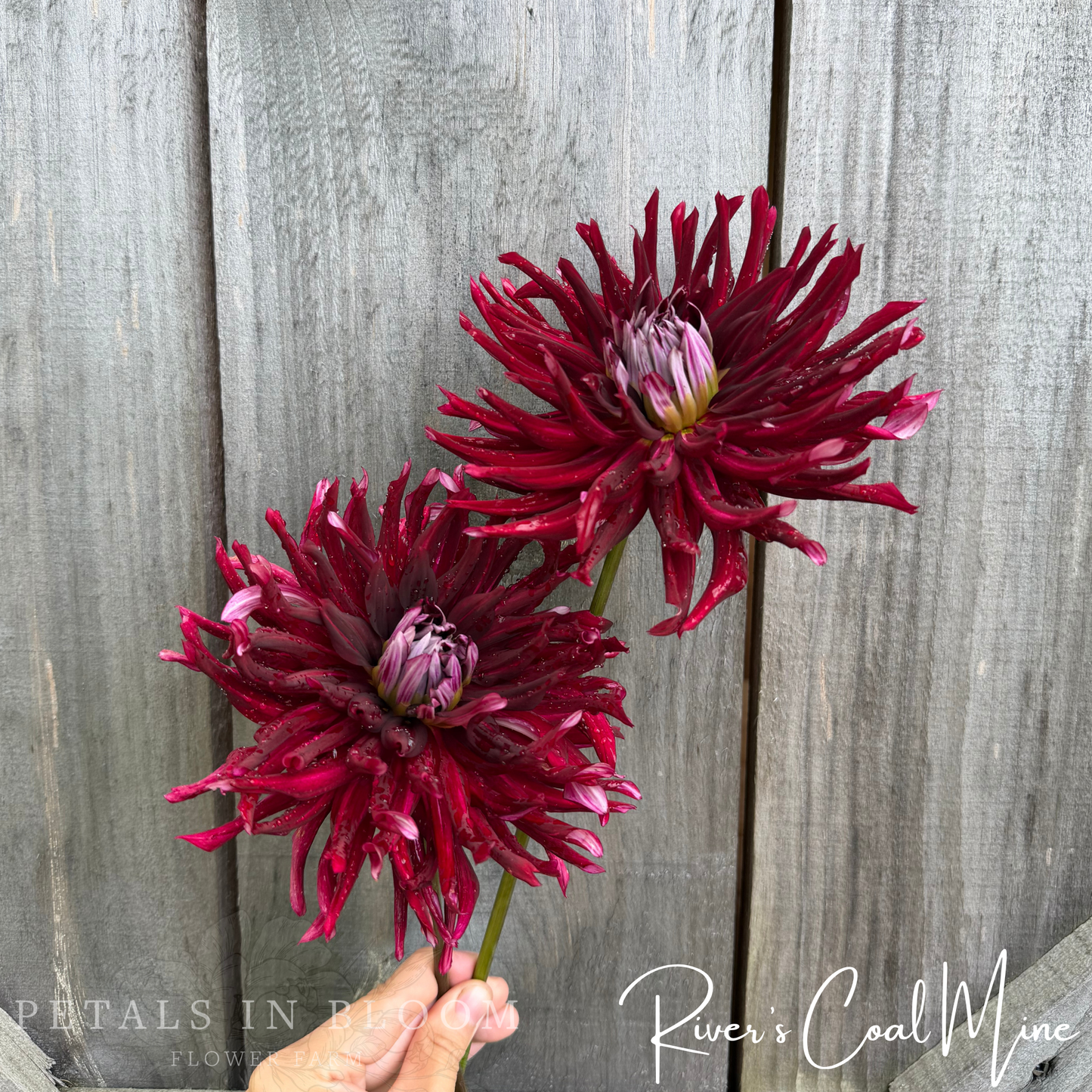 
                  
                    Rivers Coal Mine Dahlia Tuber
                  
                