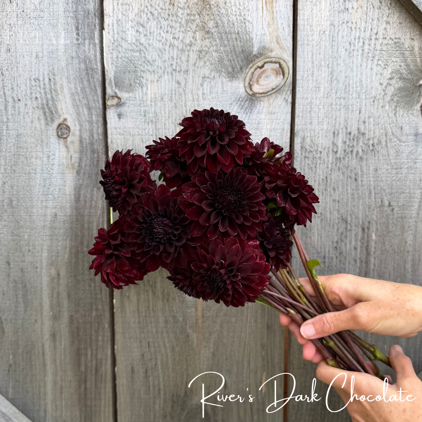 
                  
                    Rivers Dark Chocolate Dahlia Tuber
                  
                