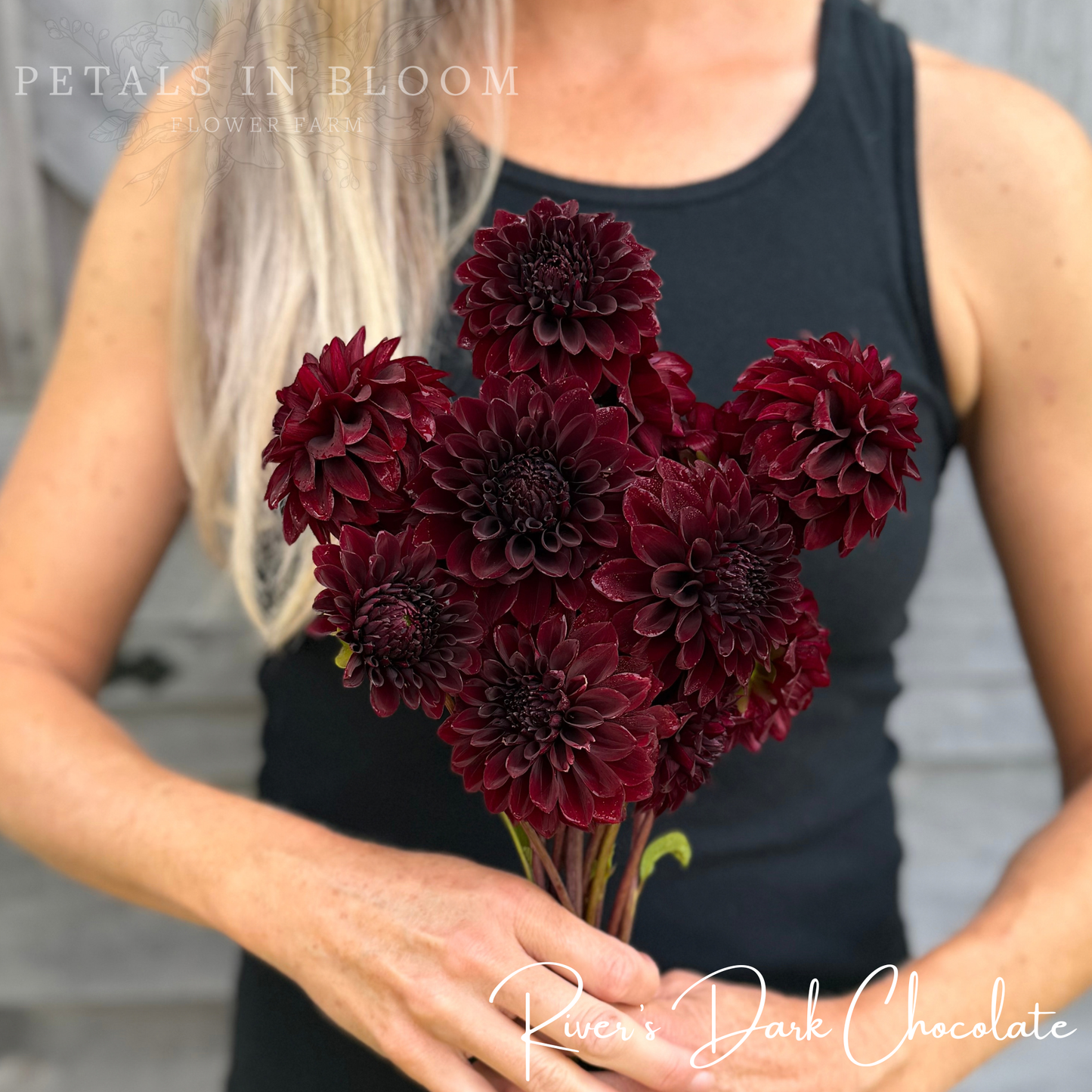 
                  
                    Rivers Dark Chocolate Dahlia Tuber
                  
                