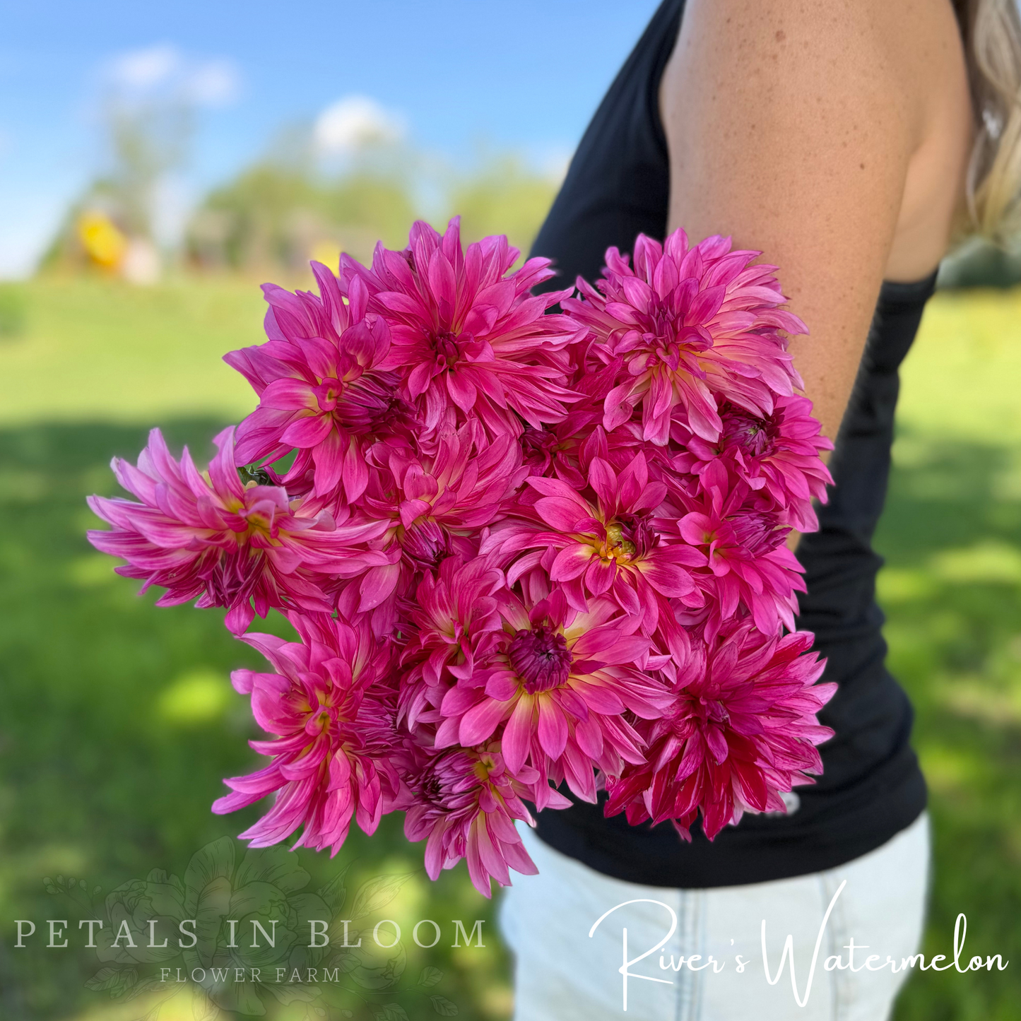 
                  
                    Rivers Watermelon Dahlia Tuber
                  
                