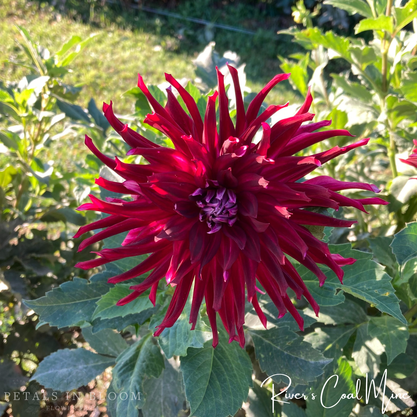 
                  
                    Rivers Coal Mine Dahlia Tuber
                  
                