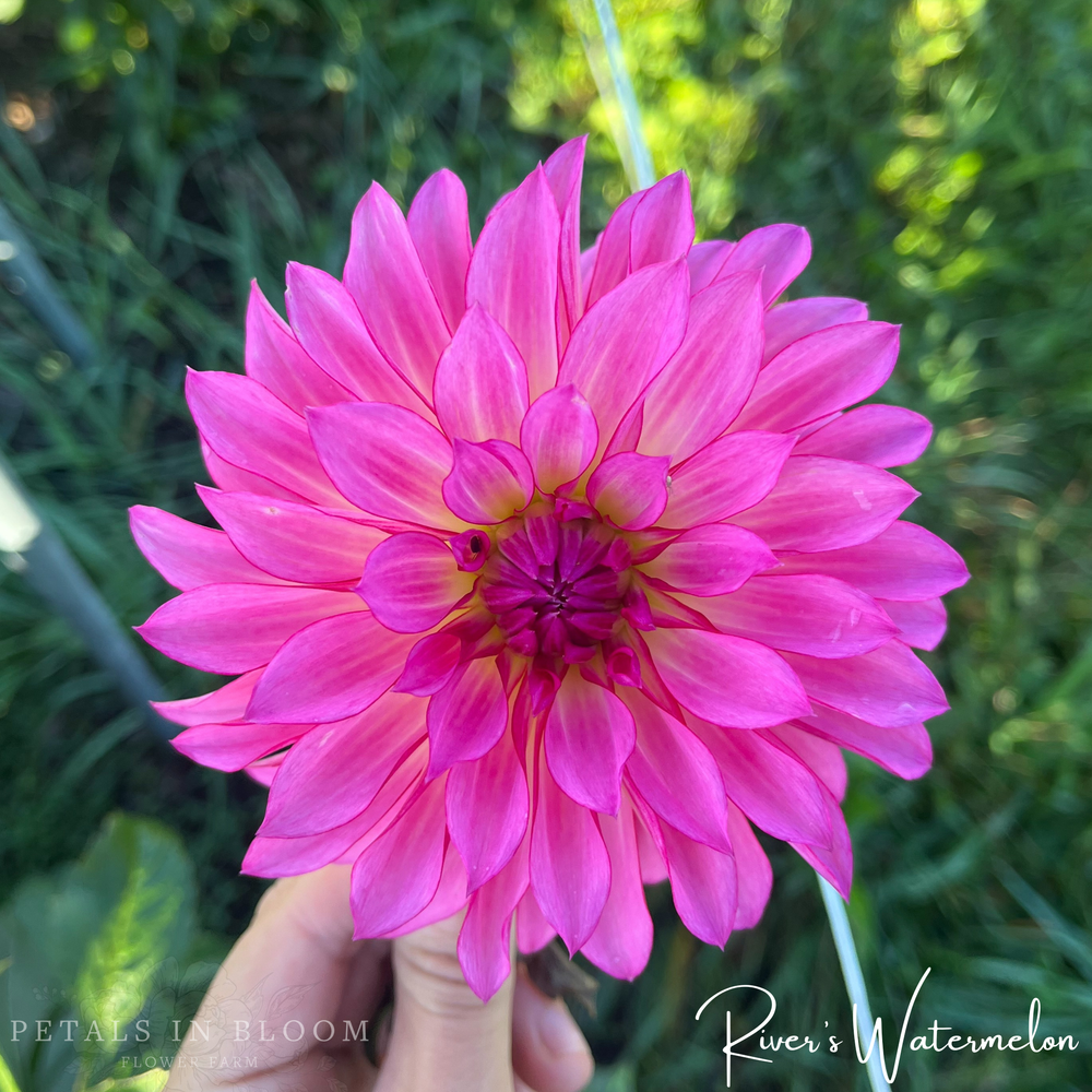 Rivers Watermelon Dahlia Tuber