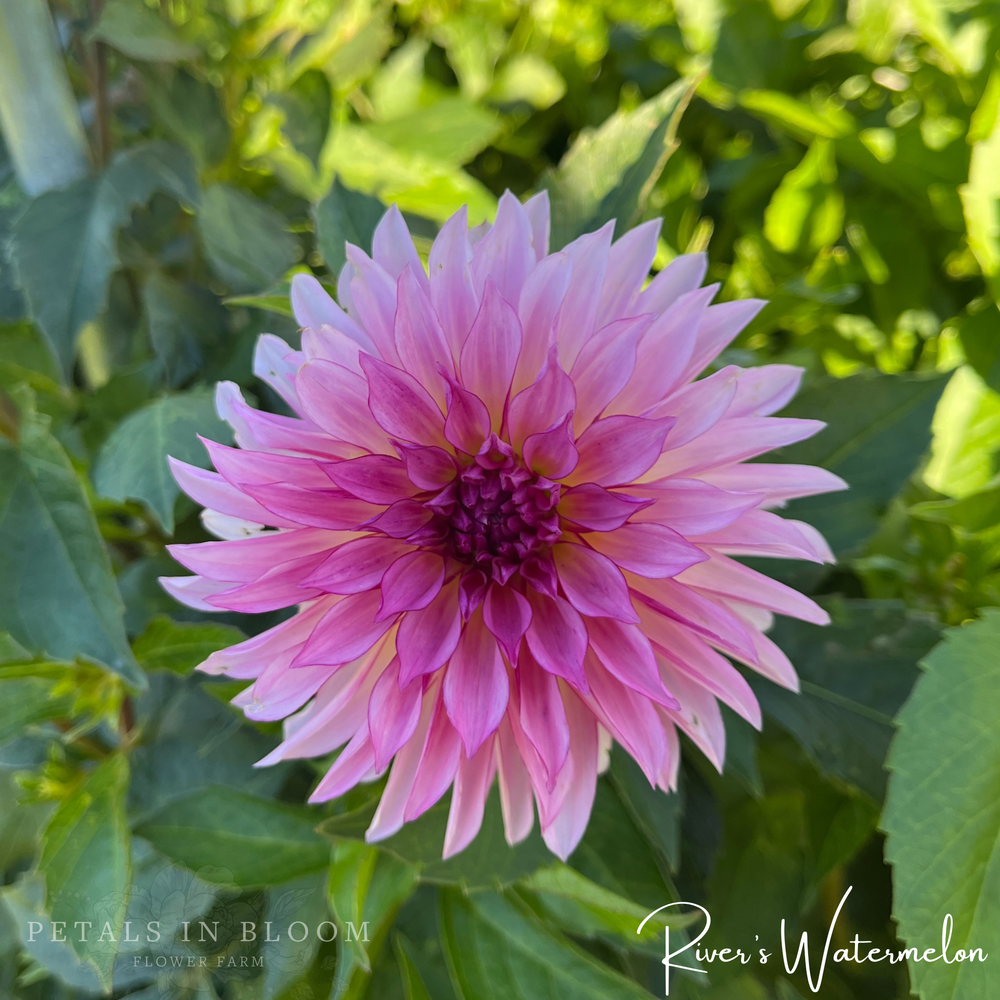 
                  
                    Rivers Watermelon Dahlia Tuber
                  
                